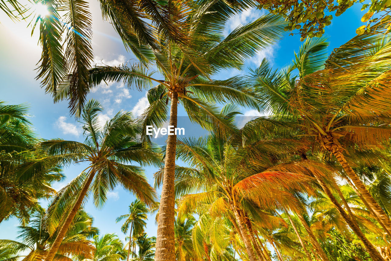 LOW ANGLE VIEW OF PALM TREE AGAINST SKY