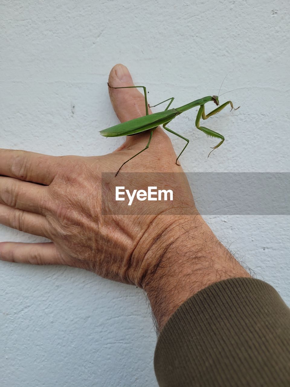 hand, finger, one person, arm, wall - building feature, limb, close-up, leaf, plant part, plant, green, indoors, nature, growth, men