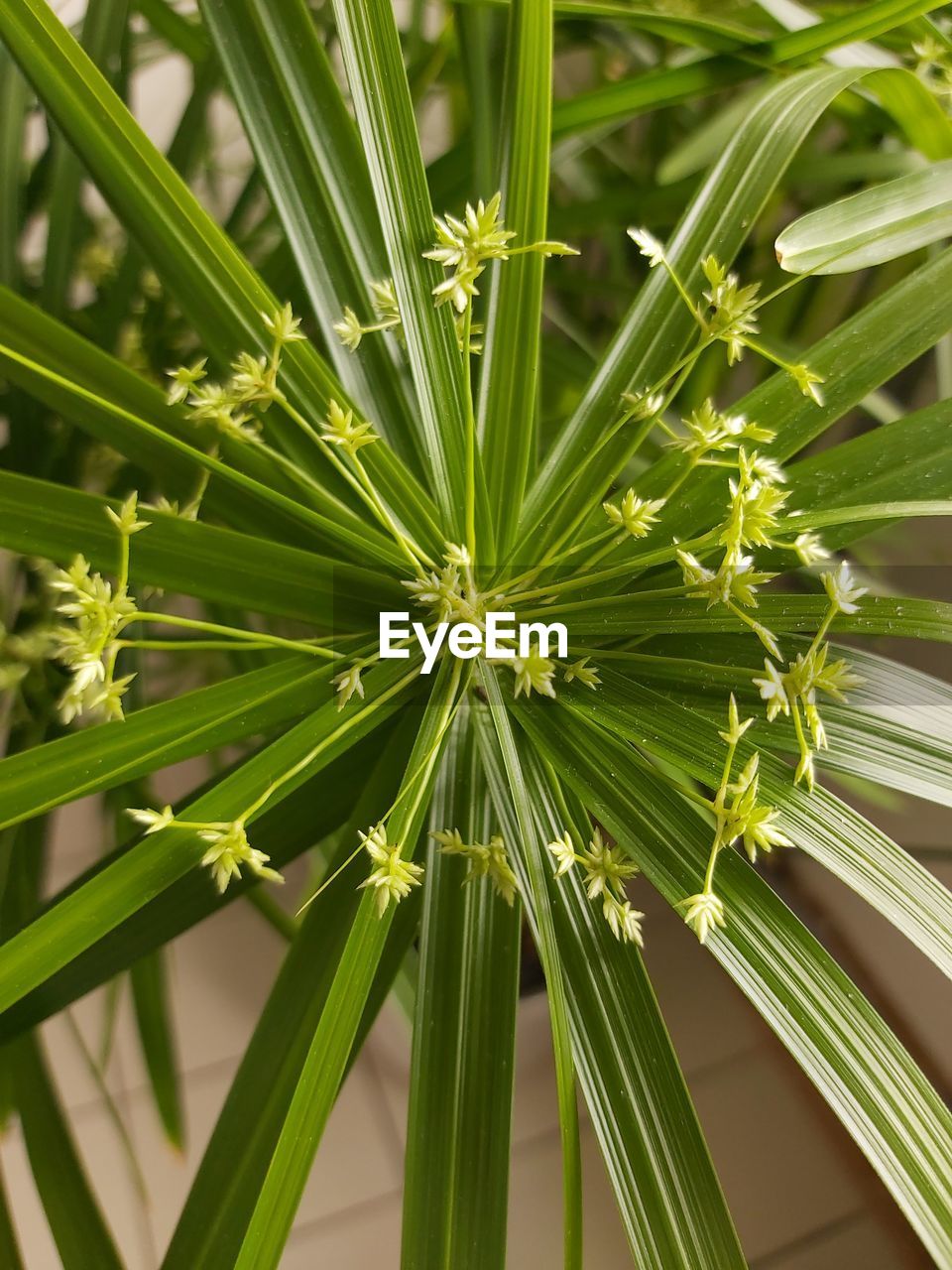 FULL FRAME SHOT OF PLANTS