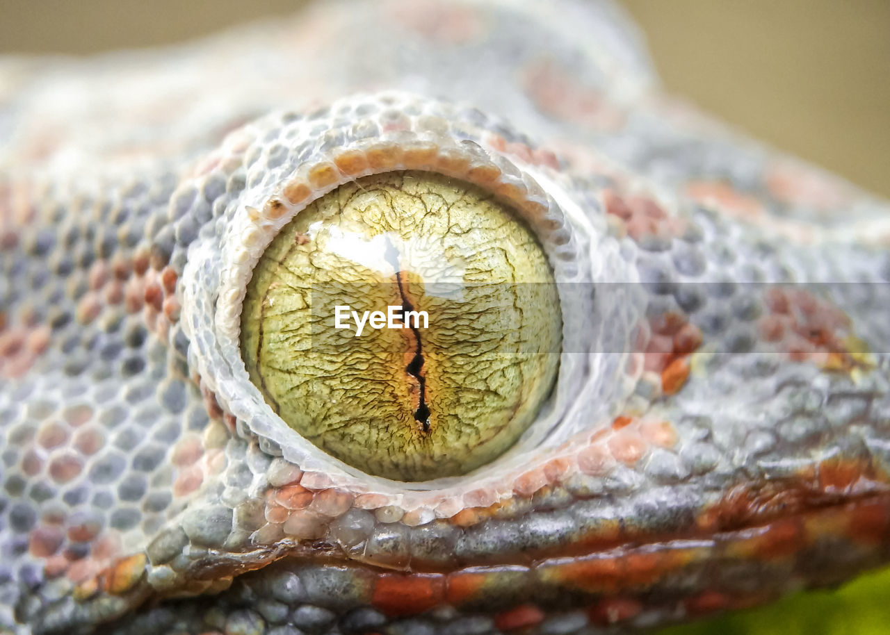 CLOSE-UP OF IGUANA