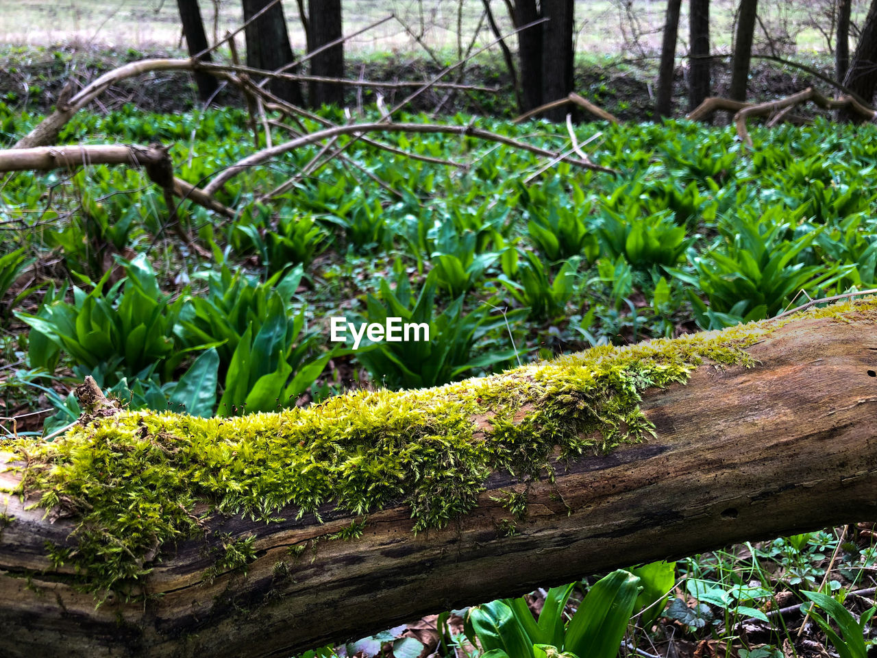 CLOSE-UP OF TREE TRUNK