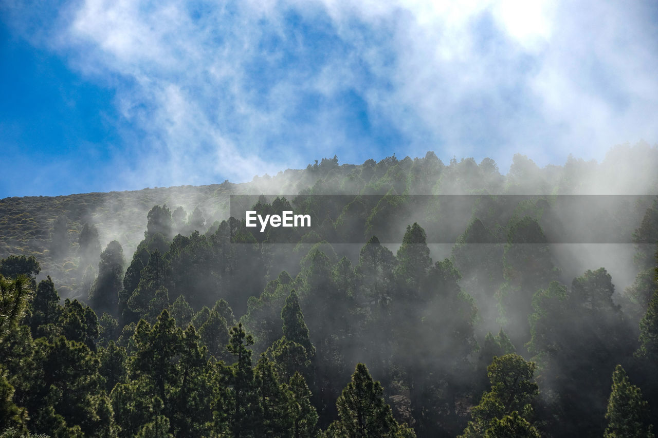 PANORAMIC SHOT OF TREES AGAINST SKY
