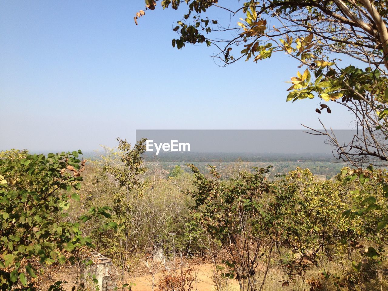 PLANTS GROWING ON LAND