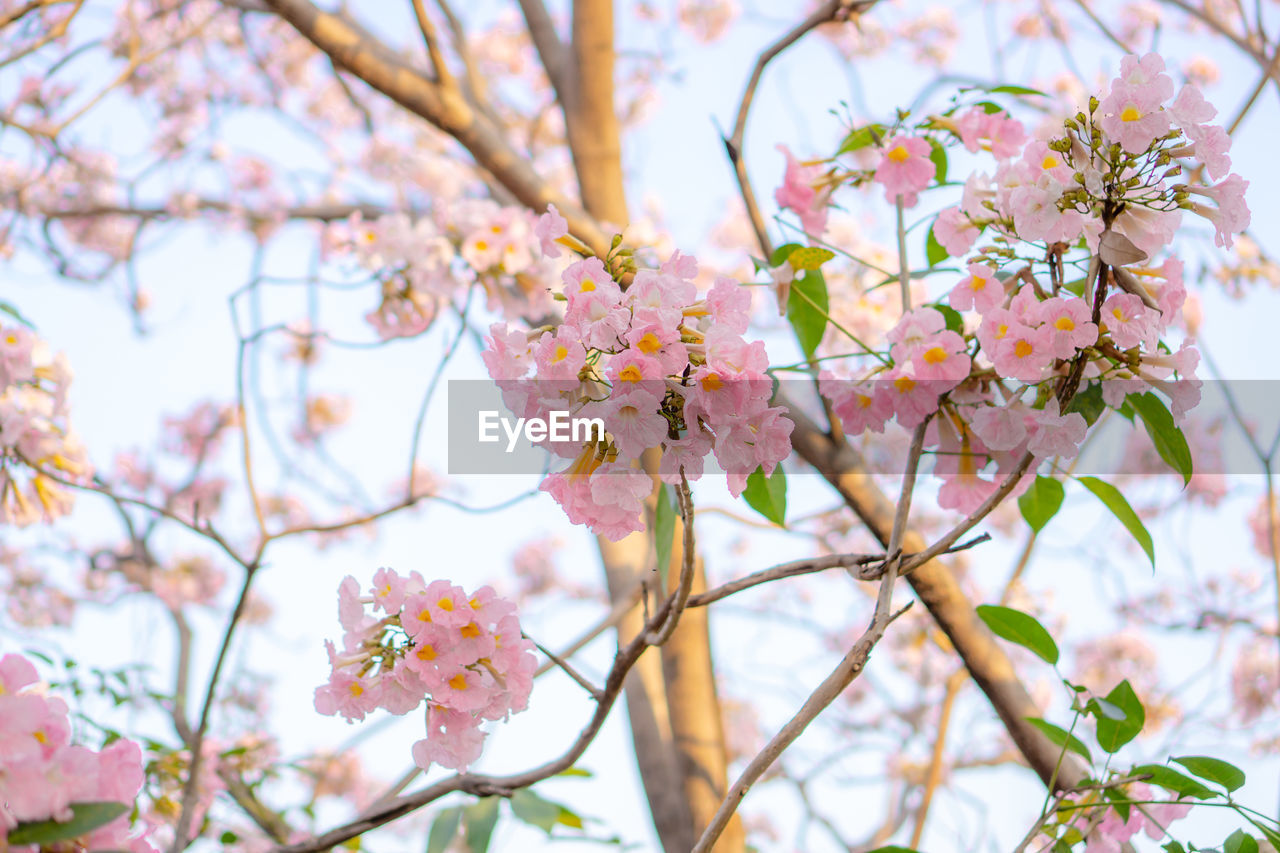 Pink trumpet shrub flowering tree blossom on green leaves, pink tecoma or tabebuia rosea plant