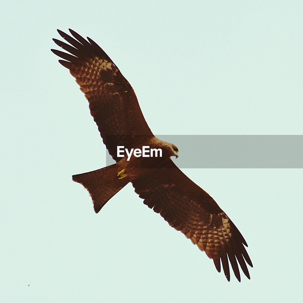 LOW ANGLE VIEW OF EAGLE FLYING