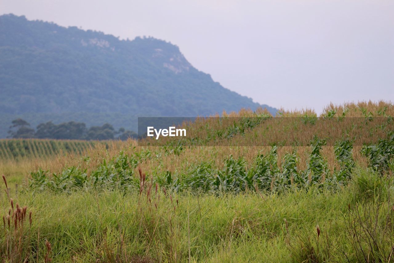 VIEW OF GRASSY FIELD AGAINST SKY