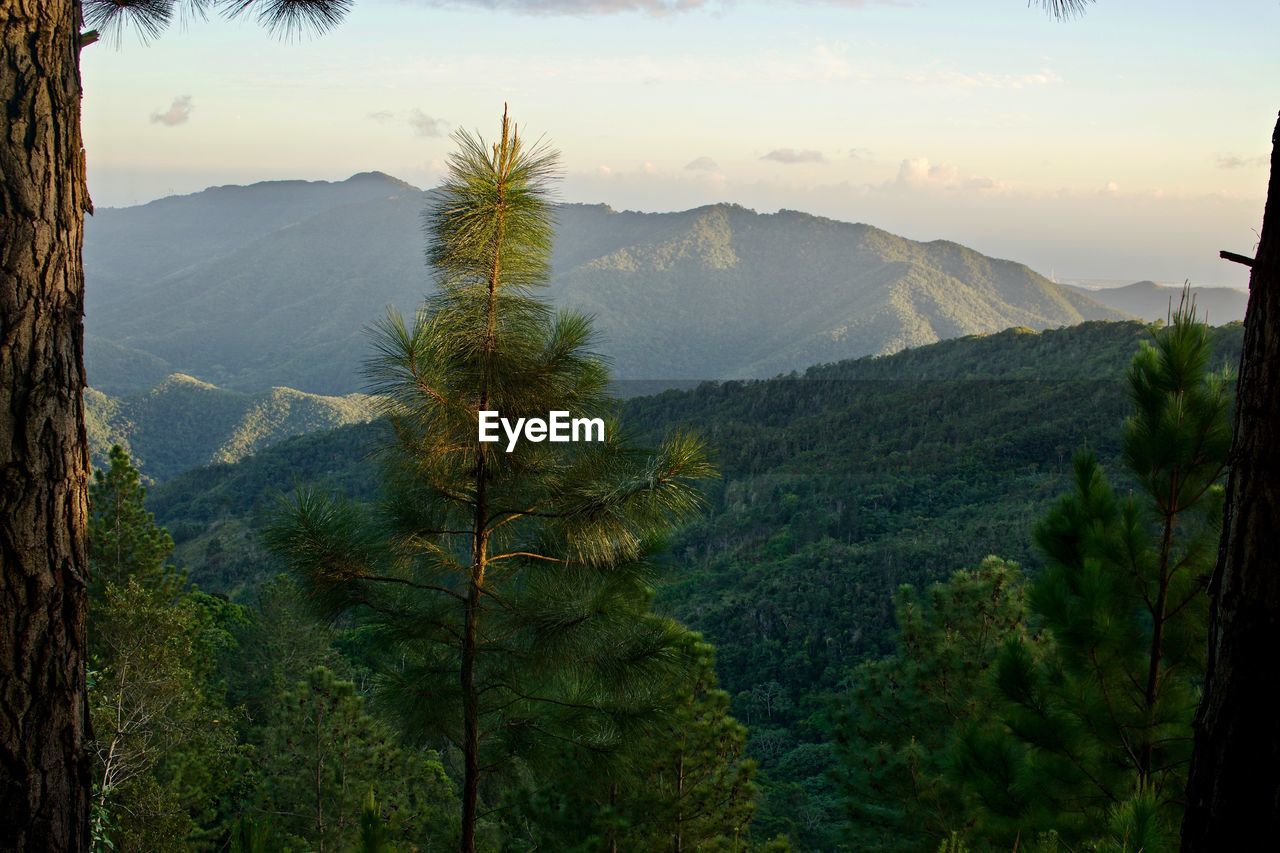 VIEW OF TREES ON MOUNTAIN