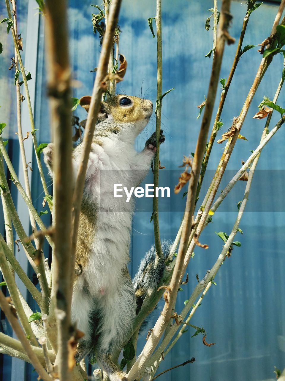 Low angle view of squirrel on plant