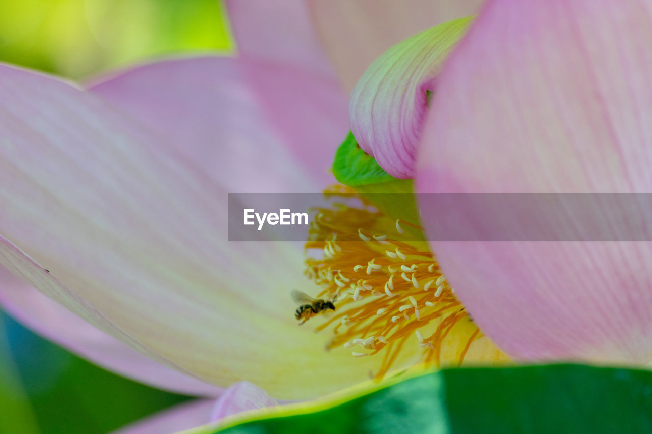 CLOSE-UP OF PINK LOTUS WATER LILY IN PURPLE FLOWER