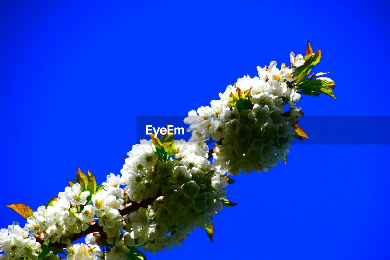 CLOSE-UP OF FLOWERING PLANT AGAINST CLEAR BLUE SKY