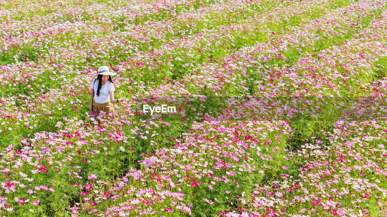 PINK FLOWERING PLANTS IN FIELD