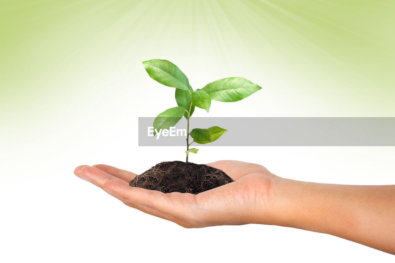 Close-up of hand holding small plant over white background