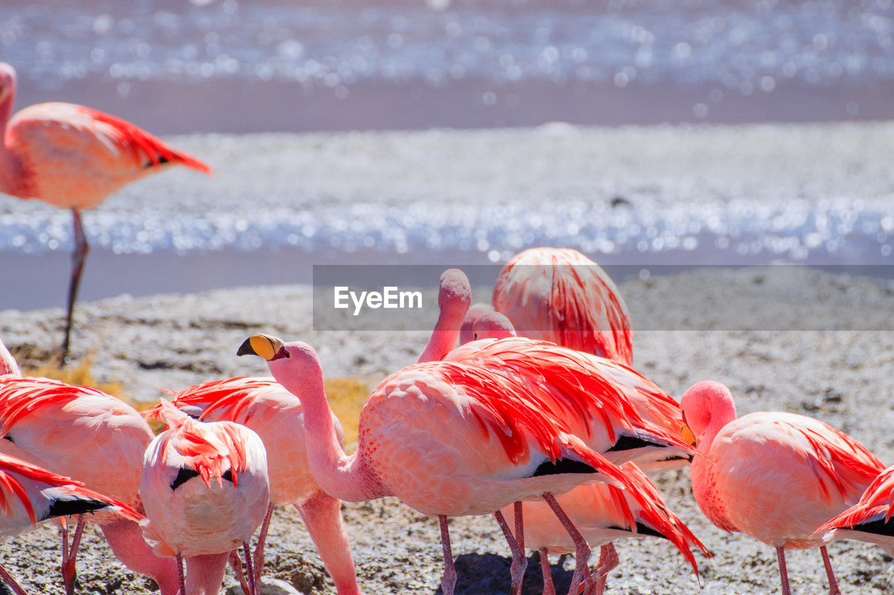 flamingo, animal, animal themes, bird, animal wildlife, wildlife, group of animals, water bird, water, pink, colony, nature, sea, large group of animals, beach, no people, beauty in nature, land, travel destinations, day, wading, focus on foreground, outdoors, beak, feather, red, standing, freshwater bird, flock of birds, water's edge, full length, animal body part