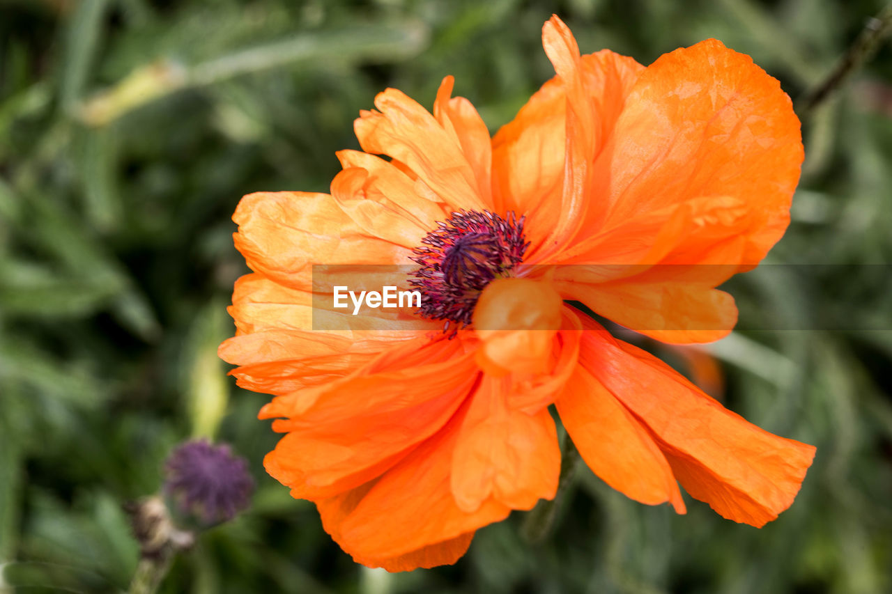 CLOSE-UP OF ORANGE FLOWER BLOOMING IN PARK