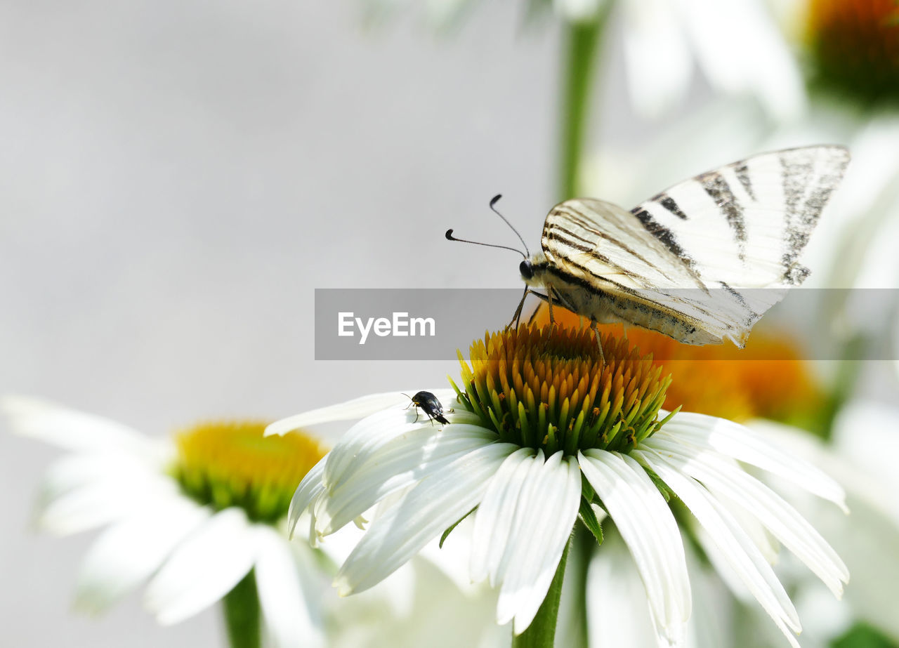 BUTTERFLY POLLINATING ON FLOWER