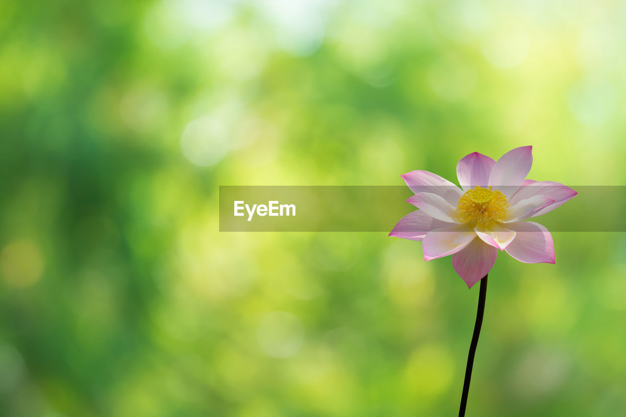 Close-up of pink flower blooming outdoors