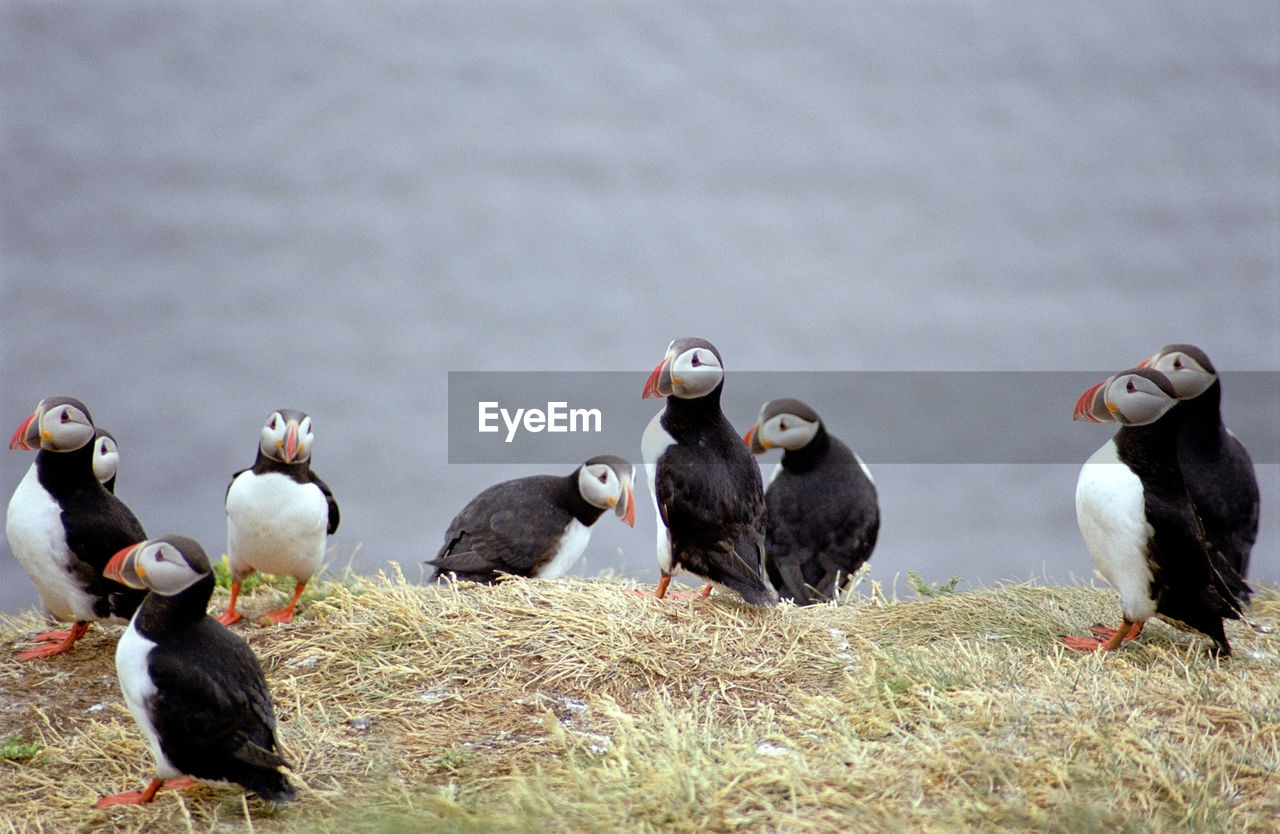 Puffins on grassy field against sea