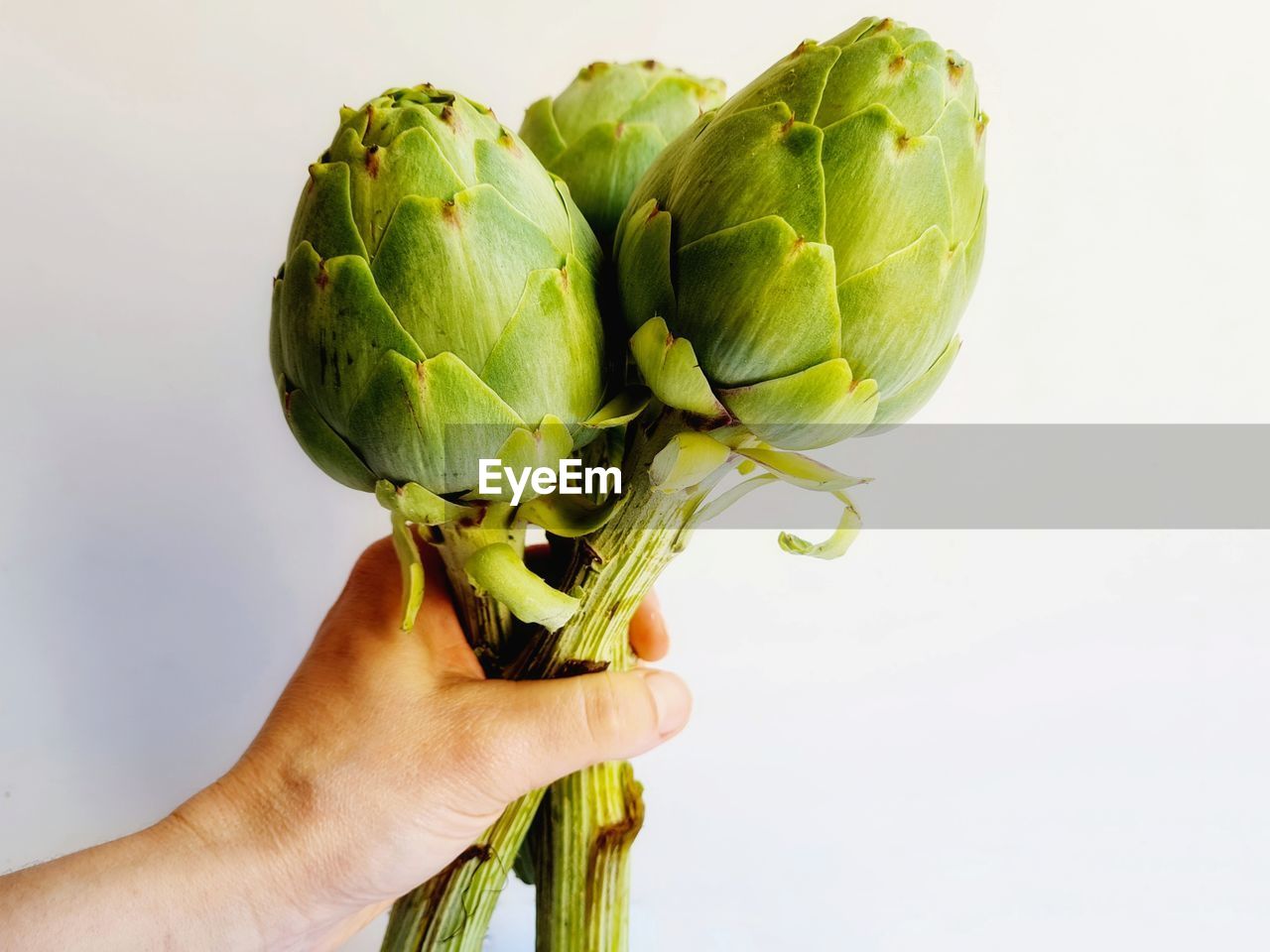 Bouquet of artichokes in hand