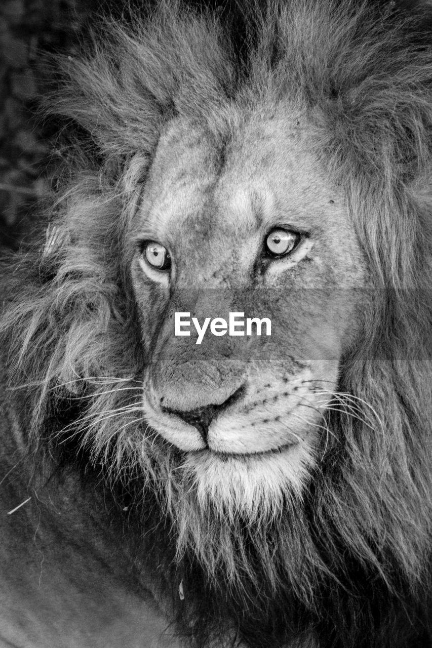 A stark black and white portrait of a male lion