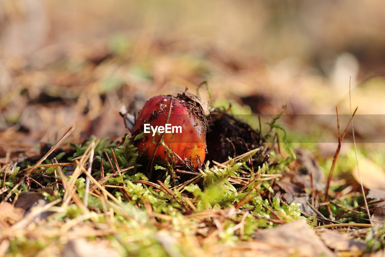 CLOSE-UP OF MUSHROOM ON DRY GRASS