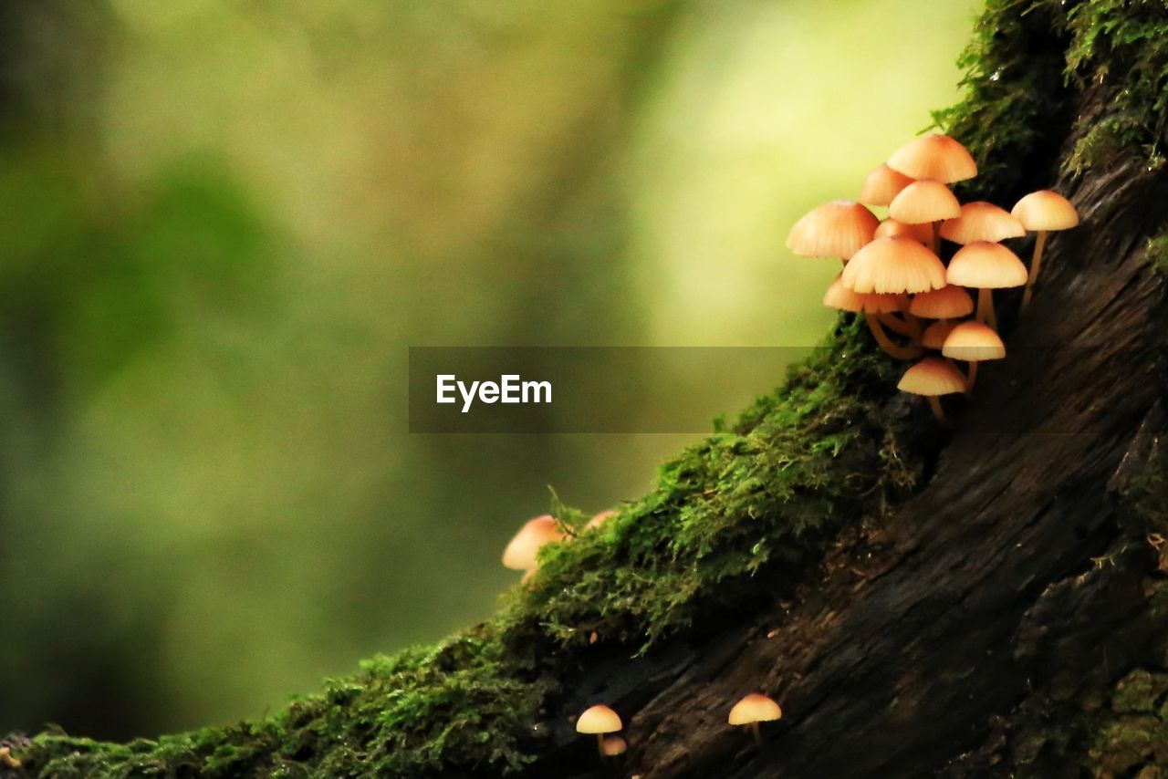 Close-up of mushrooms growing on tree trunk