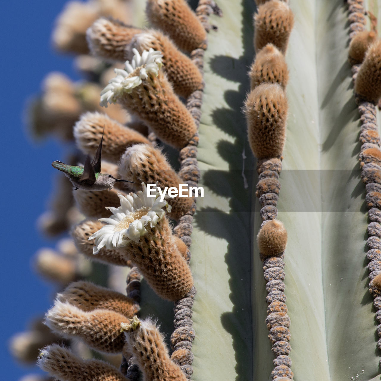 CLOSE-UP OF SUCCULENT PLANTS