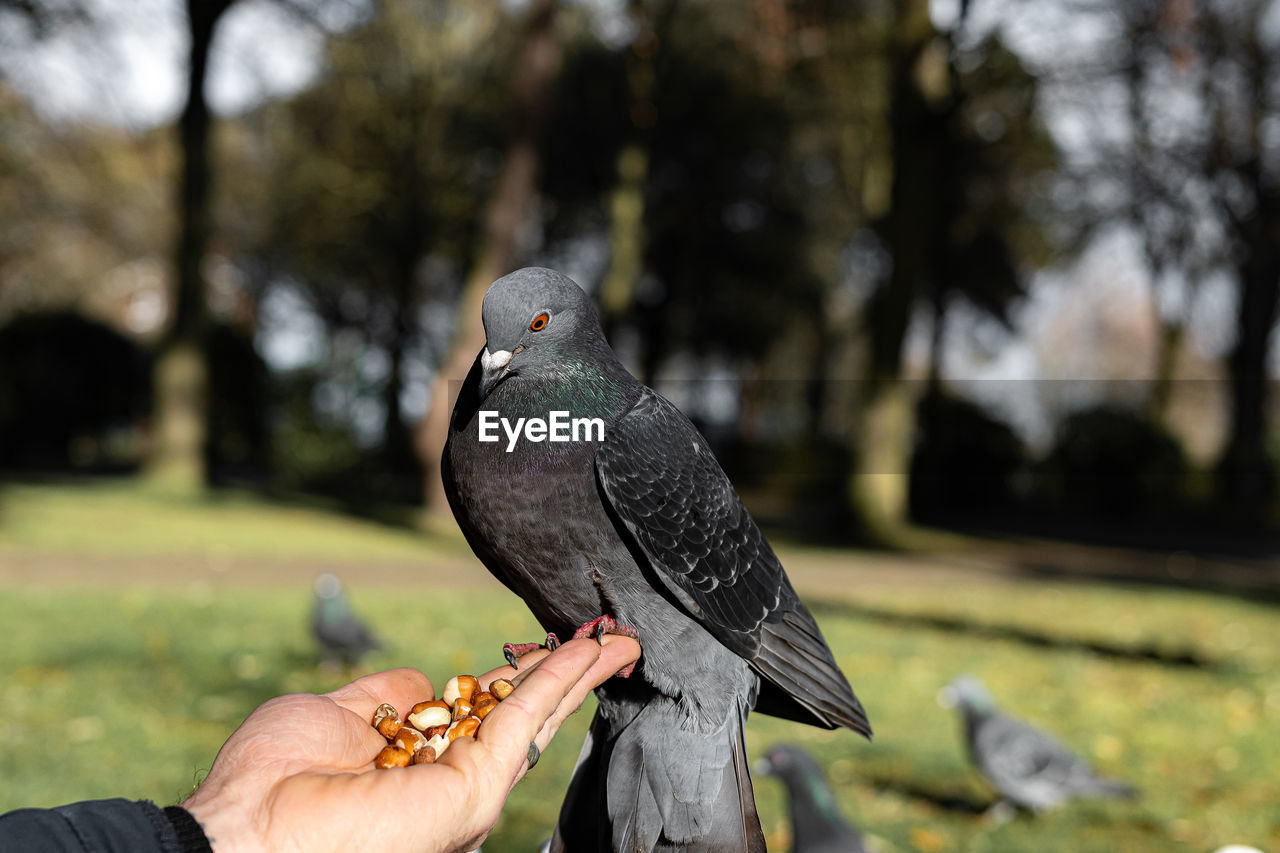 animal, animal themes, bird, hand, animal wildlife, wildlife, one person, focus on foreground, one animal, nature, day, holding, plant, perching, outdoors, tree, beak, adult, finger