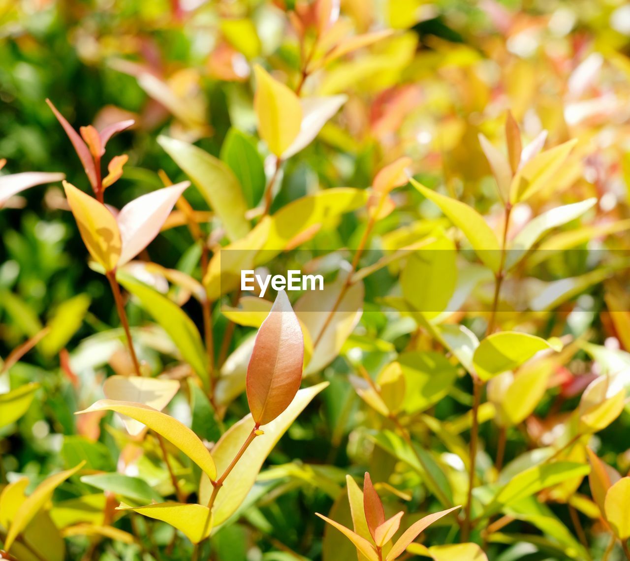 Close-up of flowering plant leaves on field