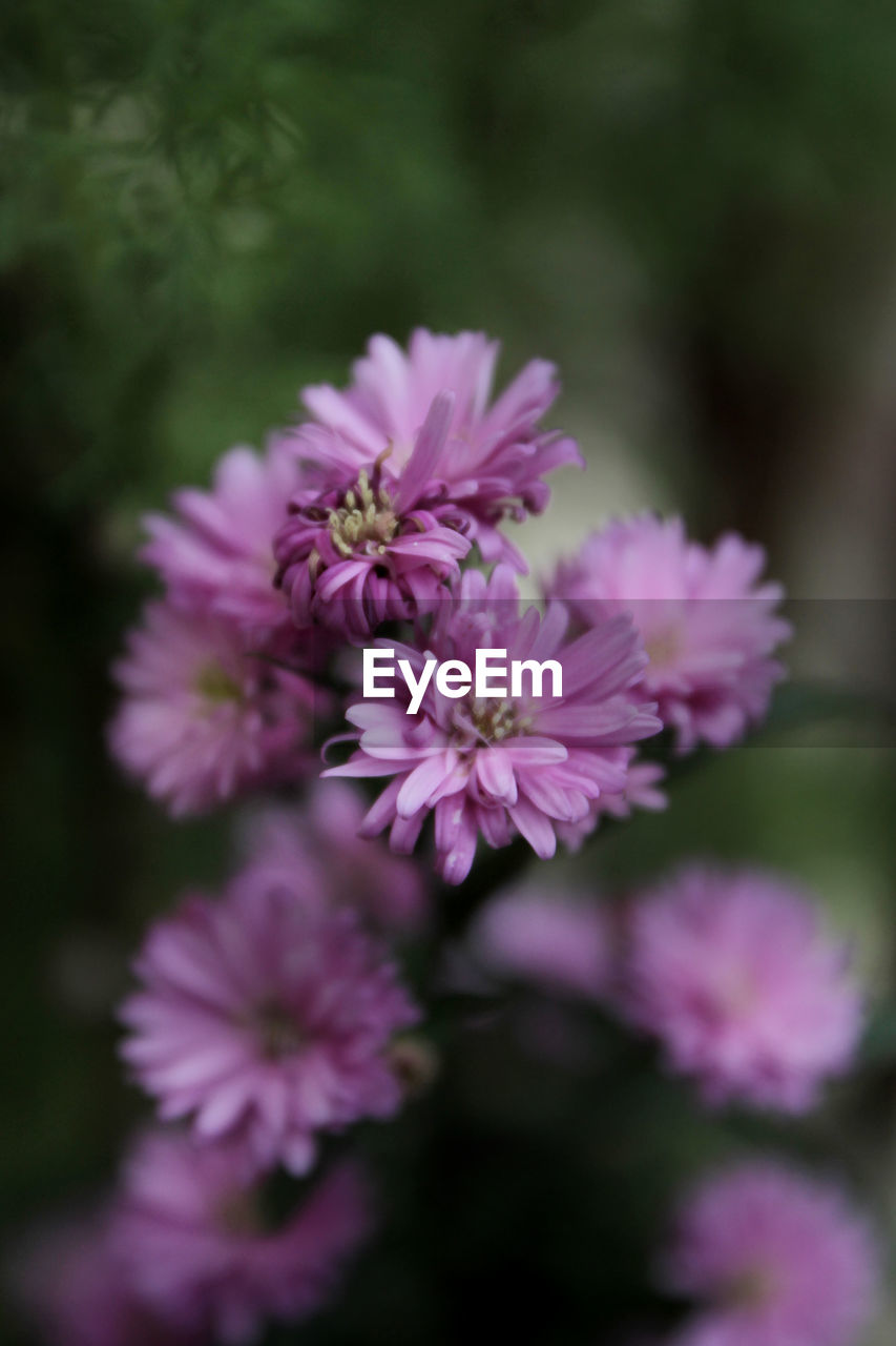 CLOSE-UP OF PINK FLOWERING PLANTS OUTDOORS