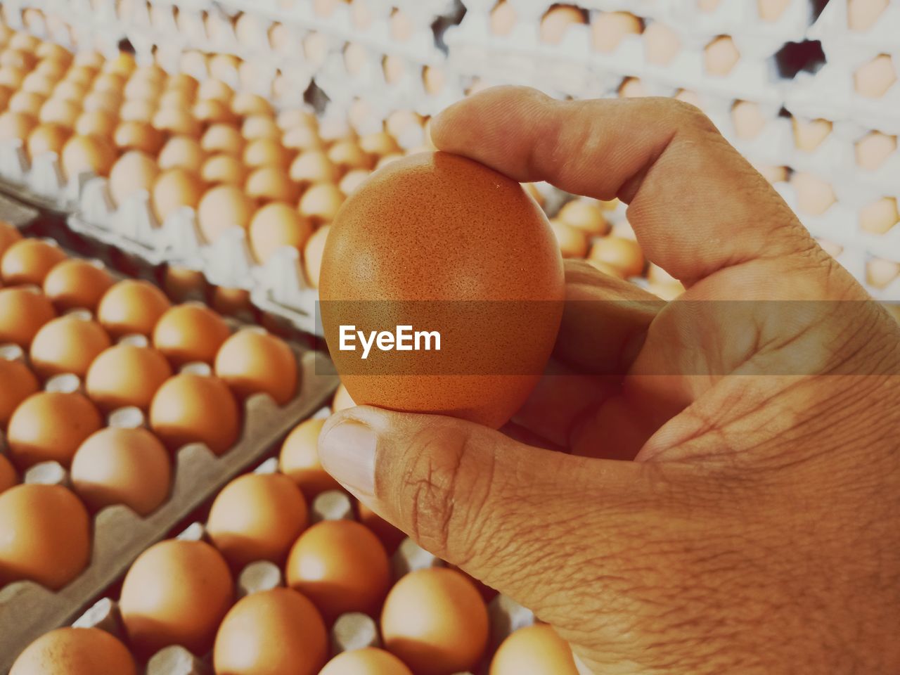 CLOSE-UP OF PERSON HOLDING EGGS IN TRAY