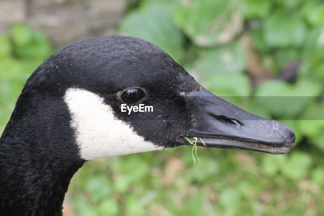 Close-up of a bird on field