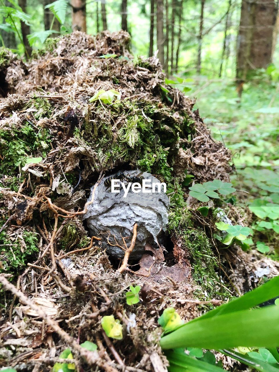 HIGH ANGLE VIEW OF LIZARD ON TREE