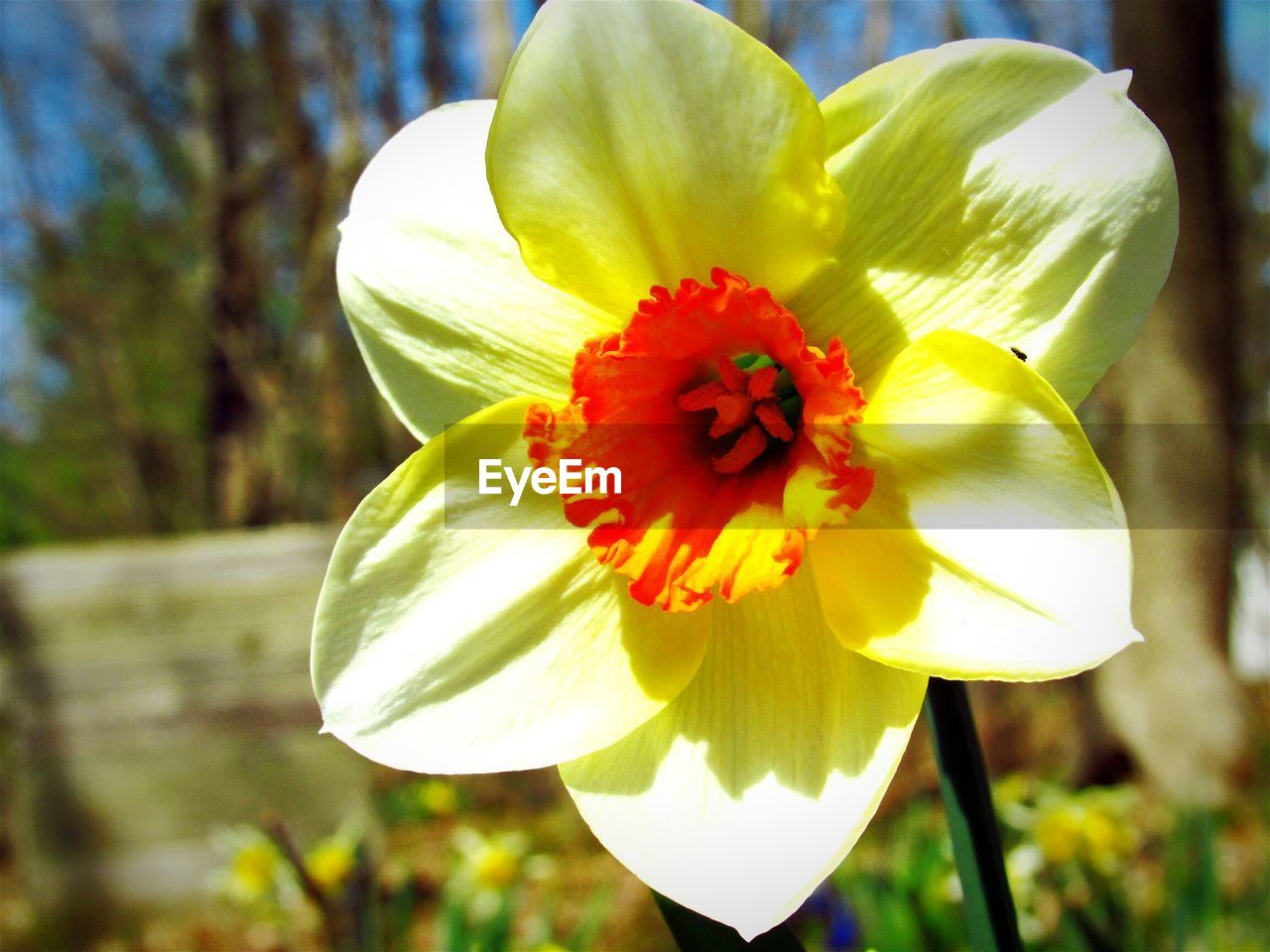 Close up view of daffodil