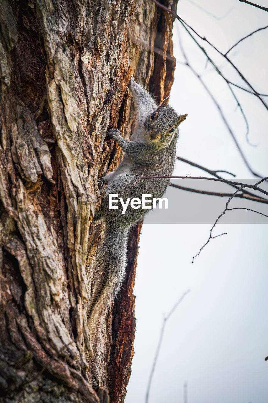 low angle view of squirrel on tree trunk