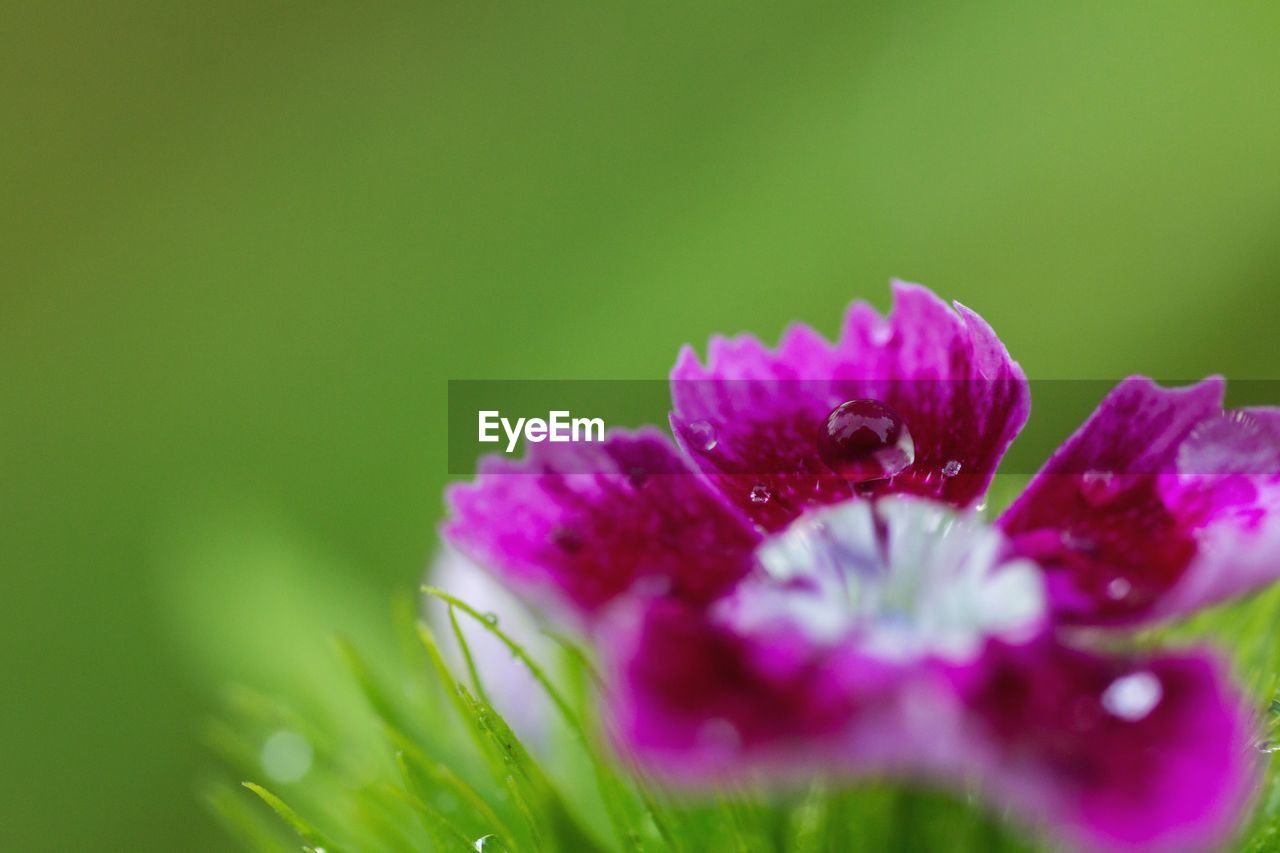 CLOSE-UP OF PURPLE FLOWER PLANT