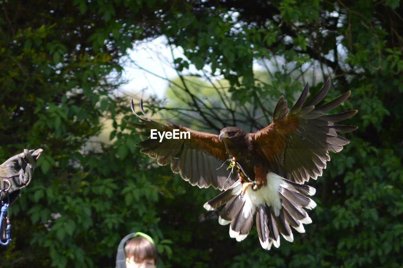 LOW ANGLE VIEW OF OWL FLYING AGAINST TREES