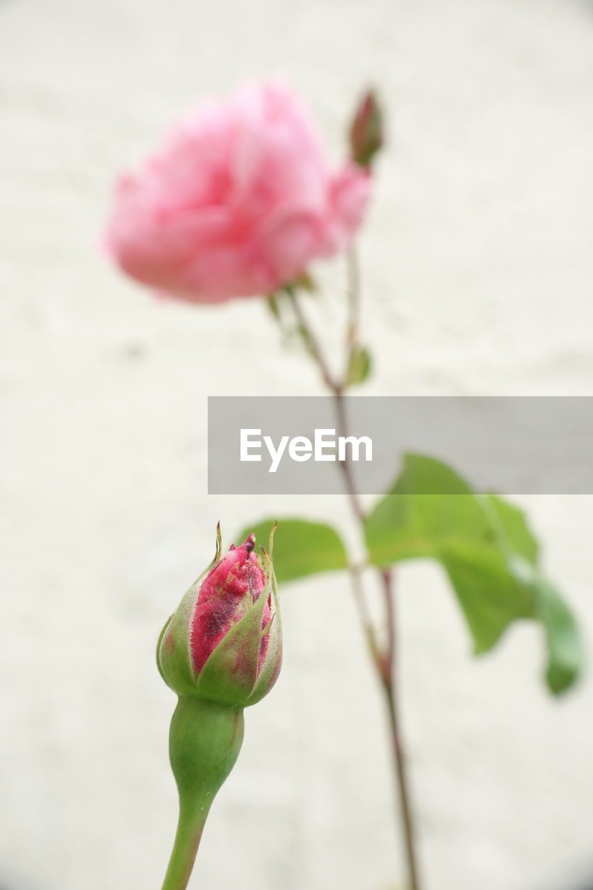 Close-up of pink rose bud