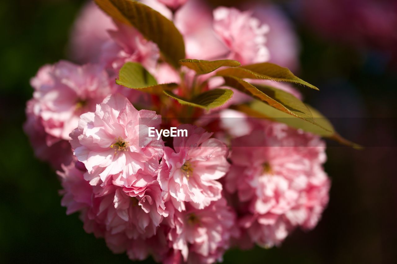 Close-up of pink flowering plant