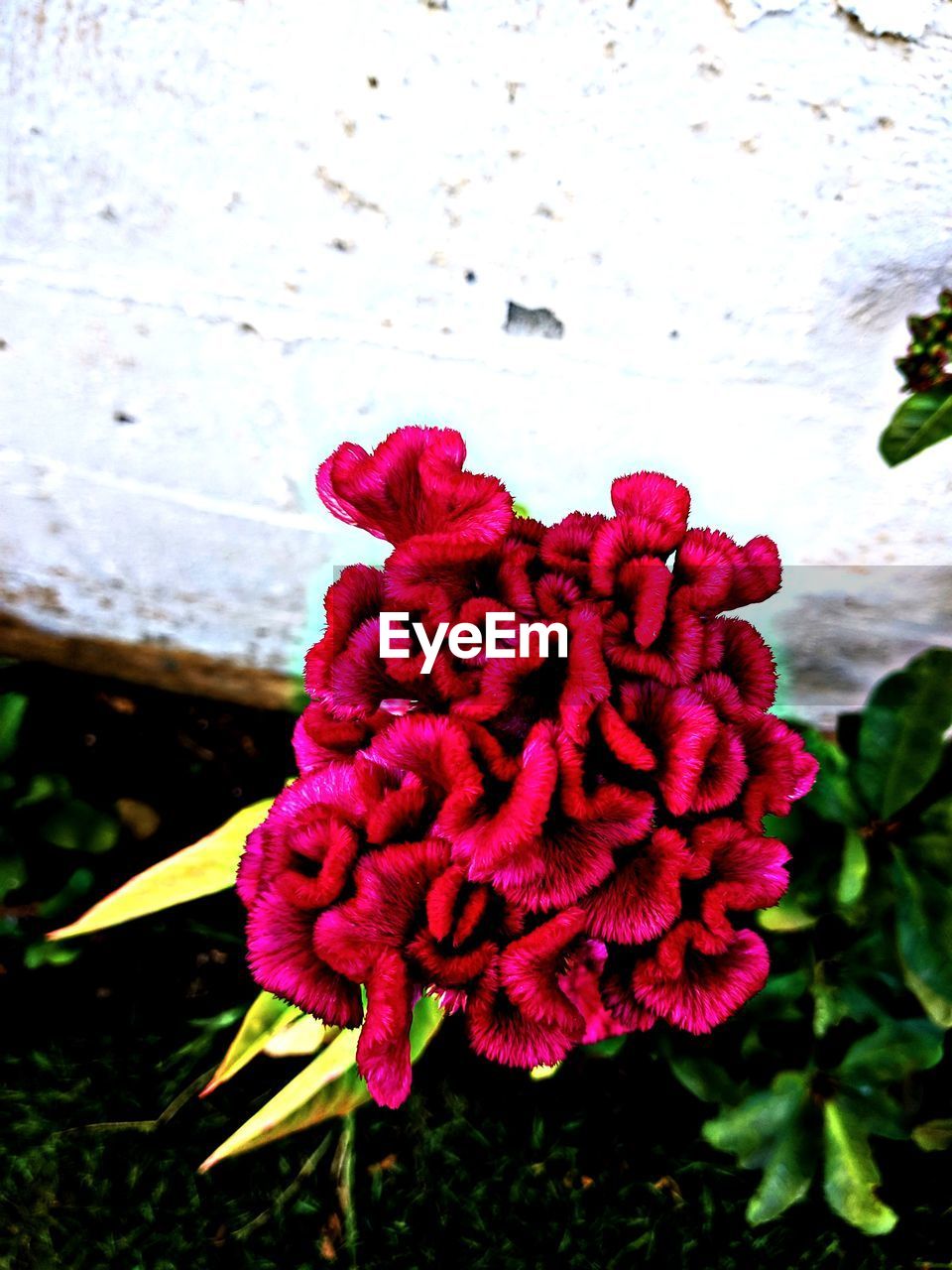 CLOSE-UP OF RED ROSE FLOWER IN BLOOM