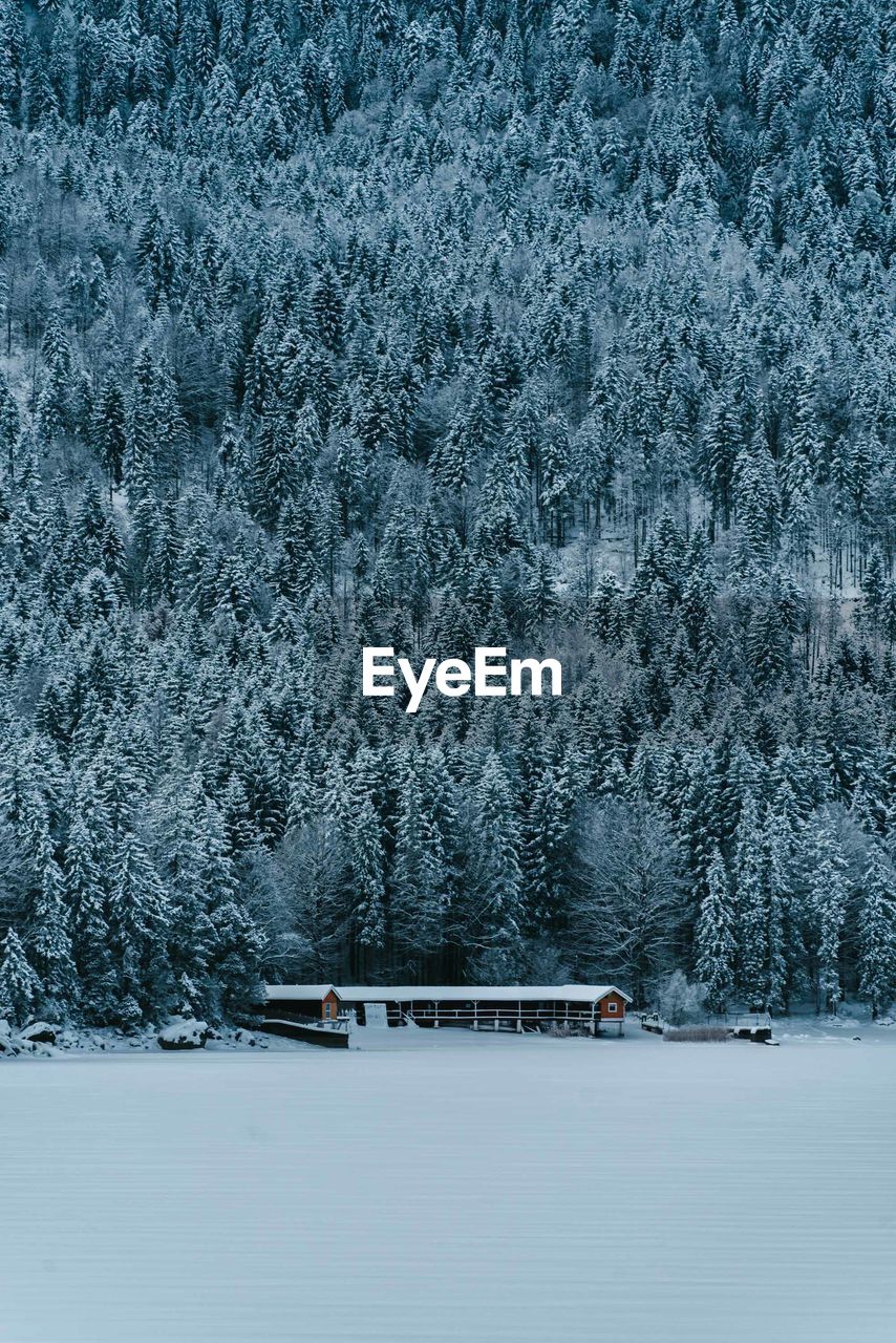 Frozen trees during winter