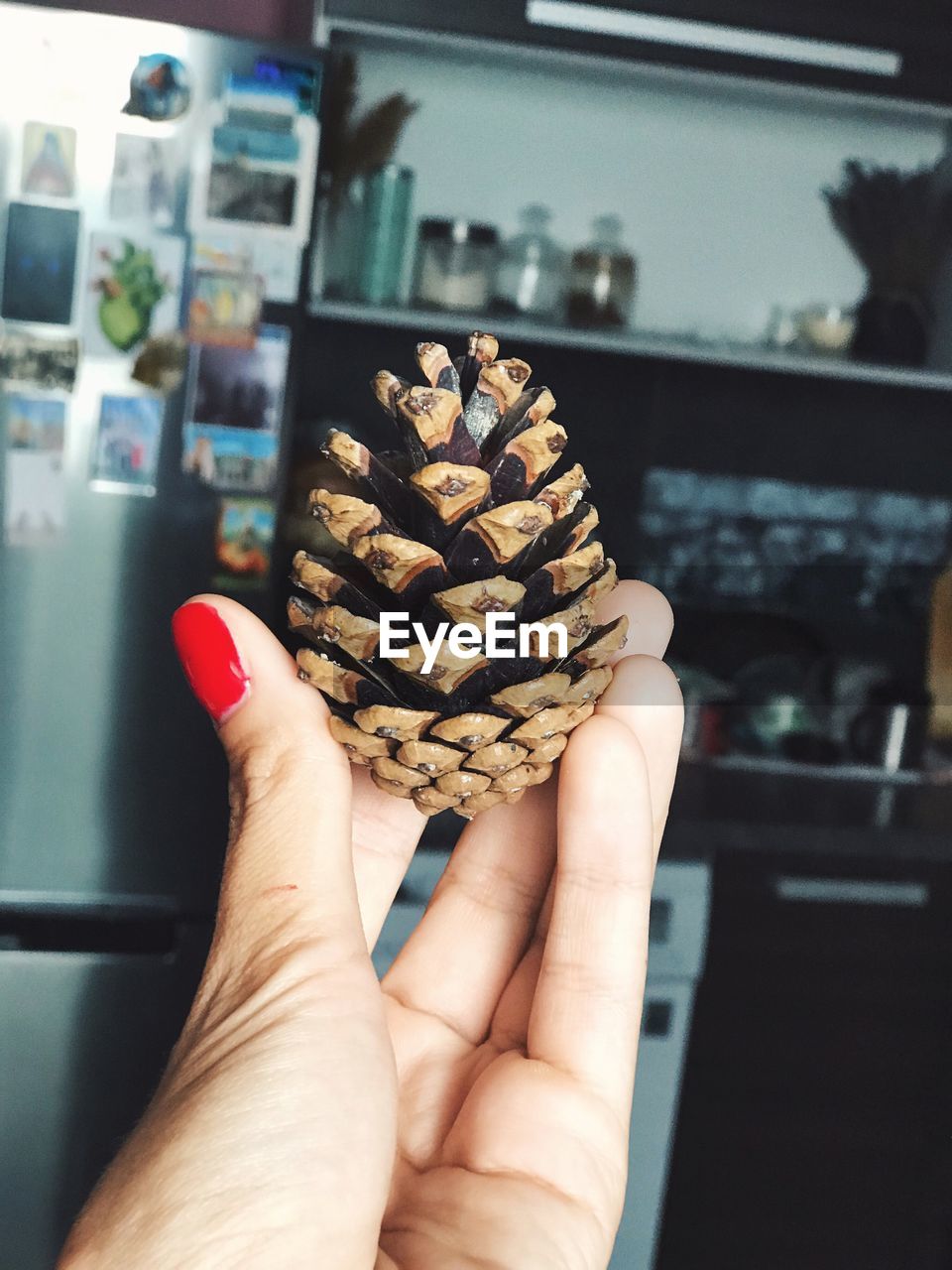 Close-up of hand holding pine cone in kitchen at home