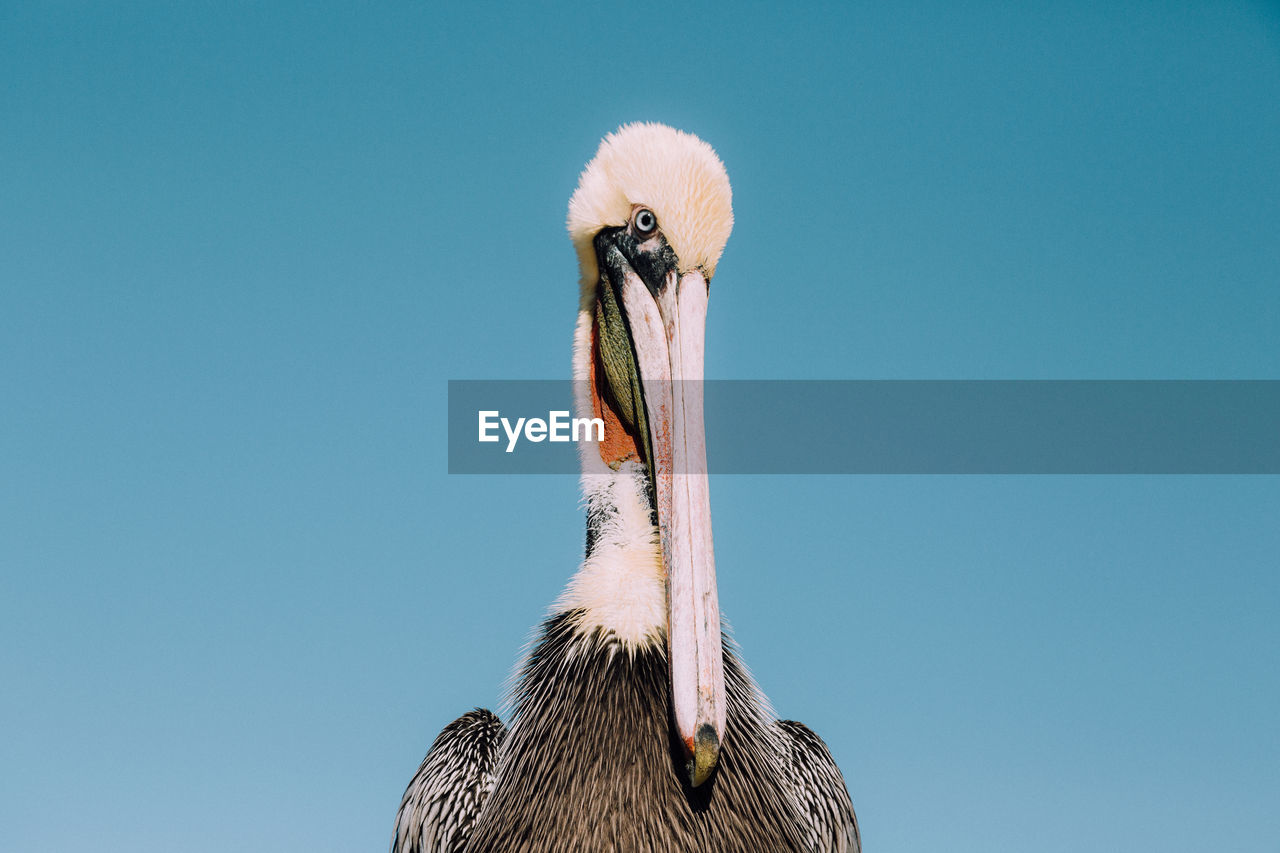 Close-up of pelican against clear blue sky