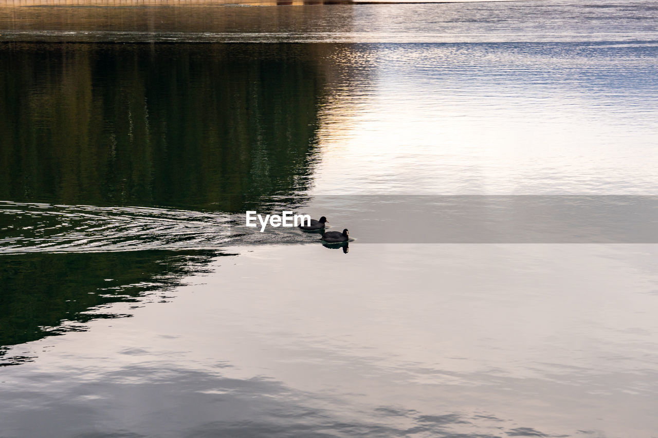 reflection, water, animal themes, animal, wildlife, animal wildlife, bird, one animal, lake, morning, nature, duck, swimming, no people, water bird, beauty in nature, poultry, day, sunlight, outdoors, waterfront, tranquility, ducks, geese and swans, shore, reservoir, body of water, rippled, high angle view, sky, wave