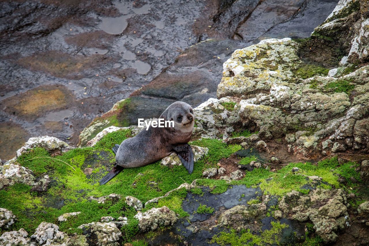 Fur seal pup on the rocks south of dunedin, otago, new zealand