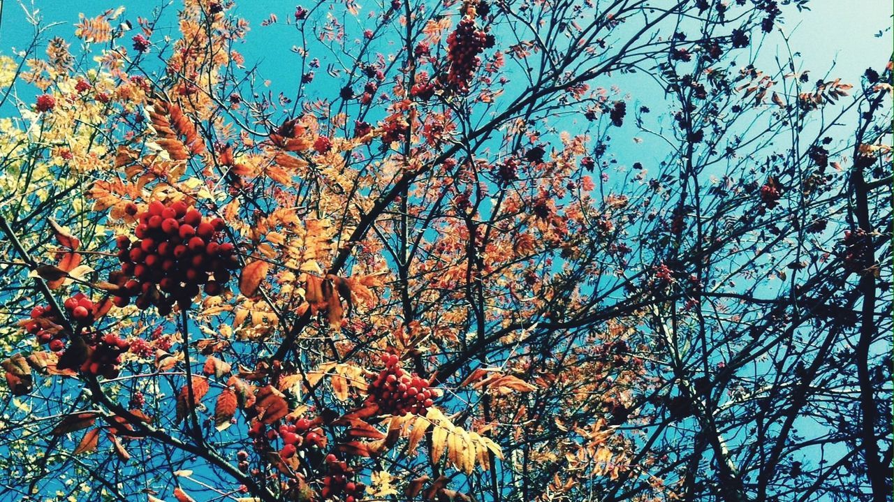 Low angle view of tree against blue sky