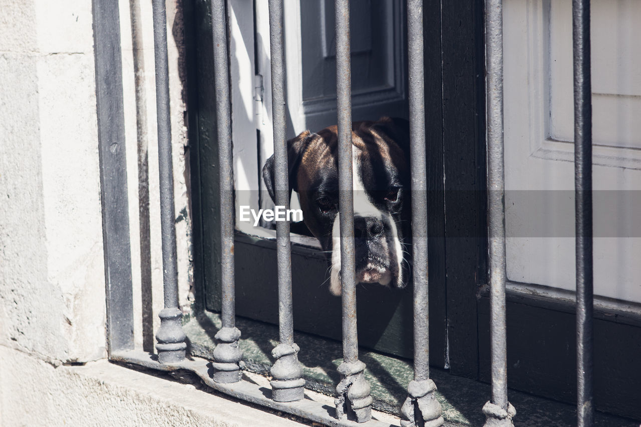 Boxer dog looking through window