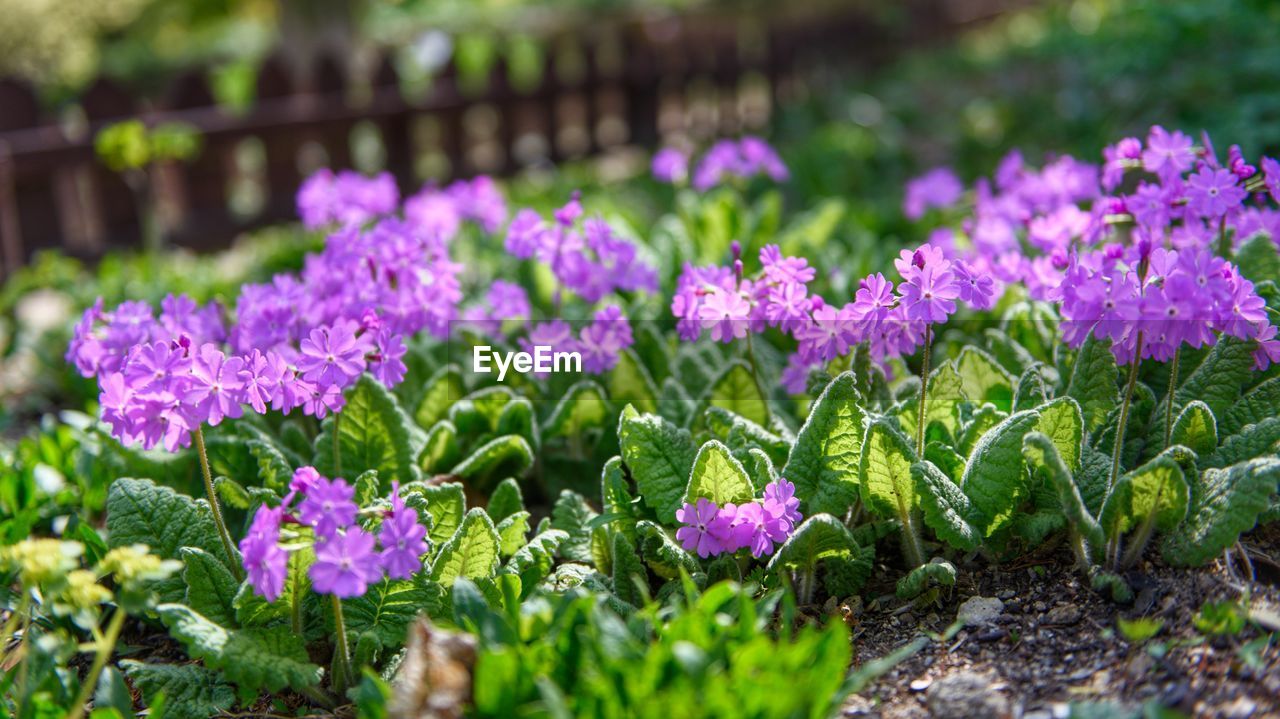 Primrose in the hanteak botanical garden