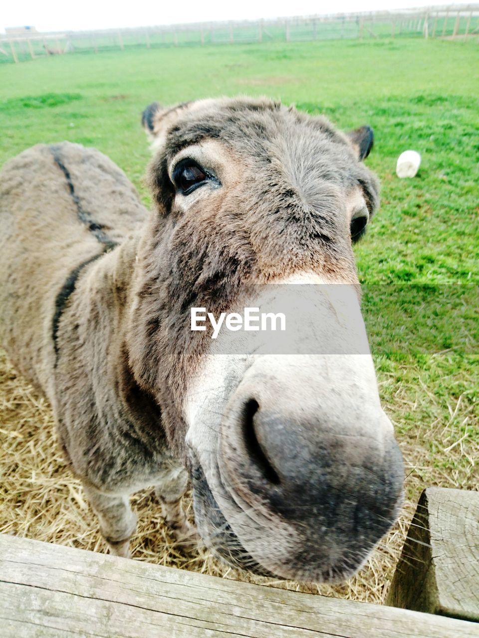 Close-up portrait of donkey on field