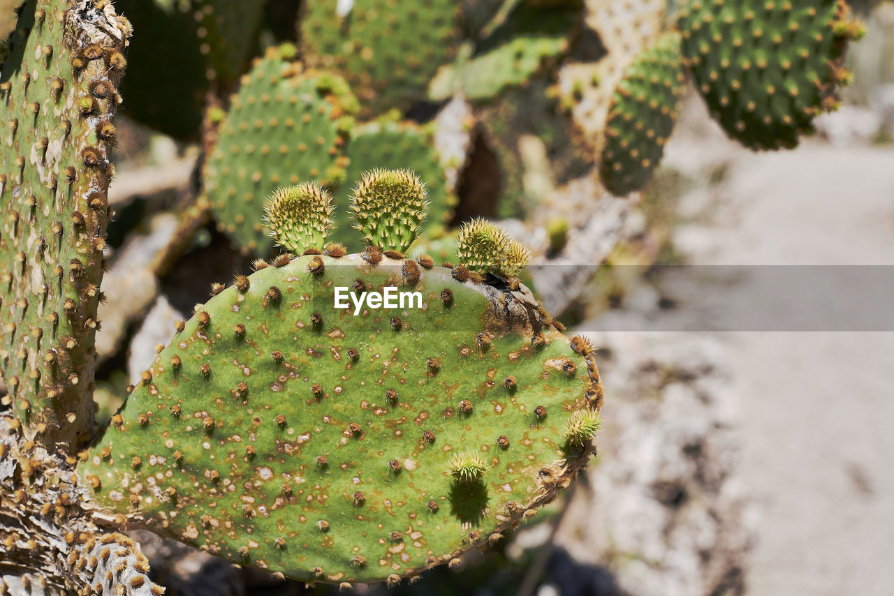 CLOSE-UP OF CACTUS GROWING ON FIELD