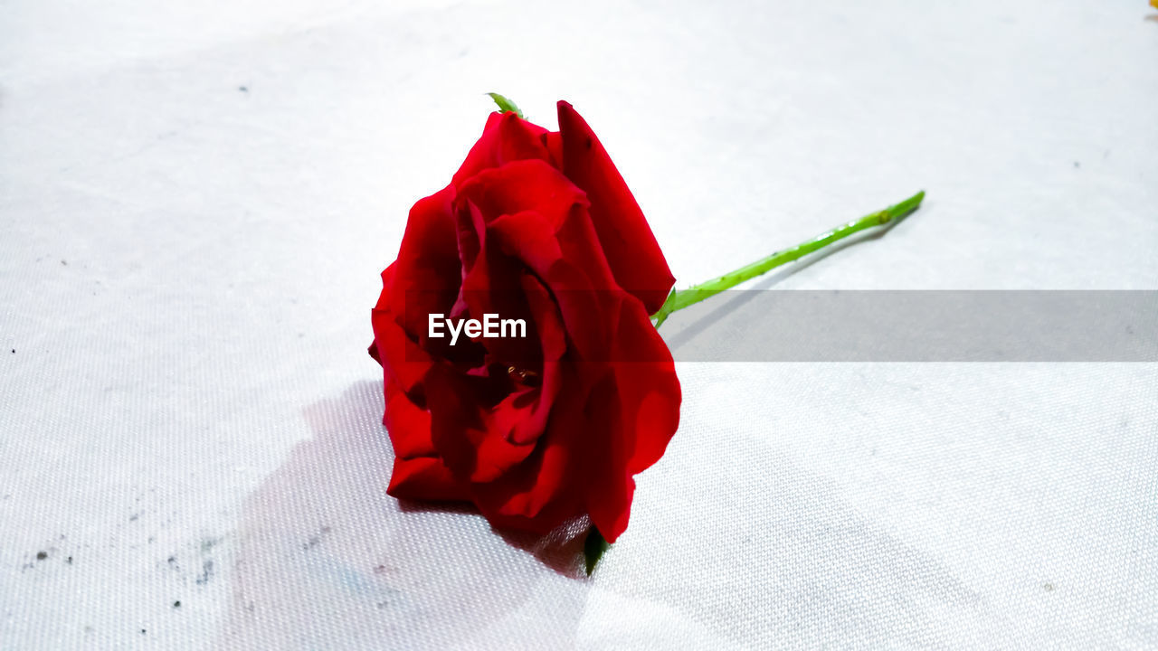 HIGH ANGLE VIEW OF RED ROSE ON WHITE BACKGROUND